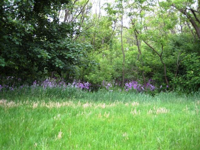 Fields and wildflowers surround our Montessori School in Brighton, Michigan