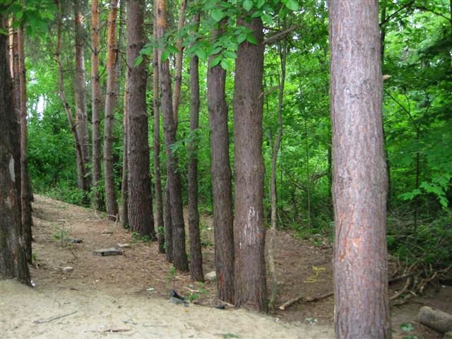 Large trees near Maple Tree Montessori in Livingston County